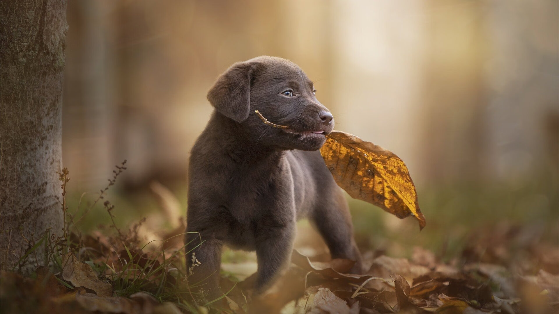 从布雷默的奥运接管到曼联式冲击—关键战役中的唯一性胜利法则